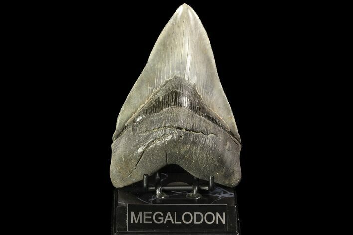 Serrated, Fossil Megalodon Tooth - Collector Quality #78207